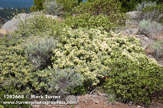 Ceanothus cordulatus; Arctostaphylos patula