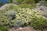 Mountain Whitethorn w/ Green Manzanita