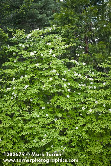 Cornus nuttallii