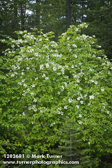 Cornus nuttallii