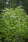 Pacific Dogwood