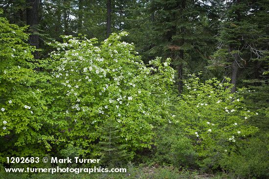 Cornus nuttallii