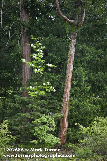 Cornus nuttallii; Calocedrus decurrens; Pseudotsuga menziesii