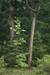 Pacific Dogwood between Incense-cedar trunks, against Douglas-fir foliage