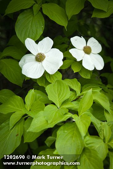 Cornus nuttallii