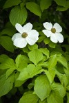 Pacific Dogwood blossoms & foliage