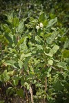 Woodbalm