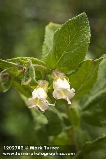 Lepechinia calycina