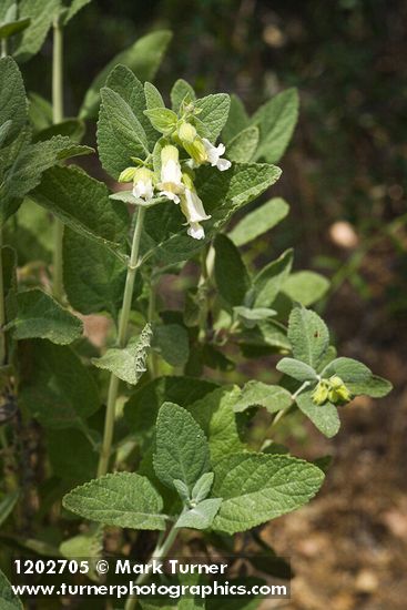 Lepechinia calycina