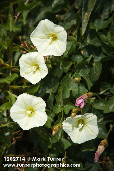 Calystegia malacophylla