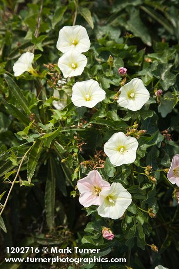 Calystegia malacophylla