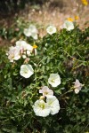 Sierra Morning Glory