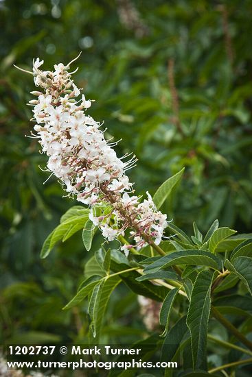 Aesculus californica