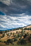Blue Oaks on rolling hills