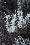 Bastardsage foliage