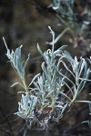 Bastardsage foliage detail