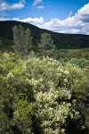 Chamise w/ Gray Pines