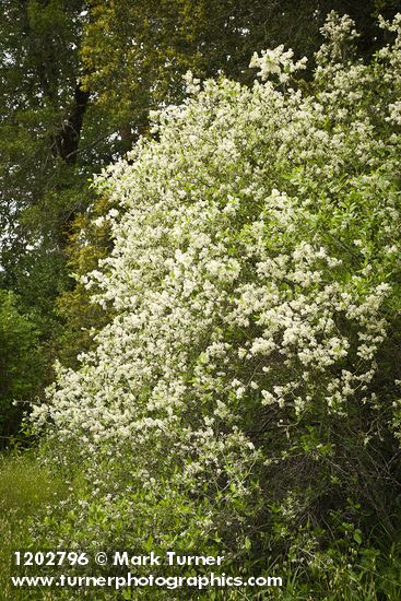 Ceanothus incanus