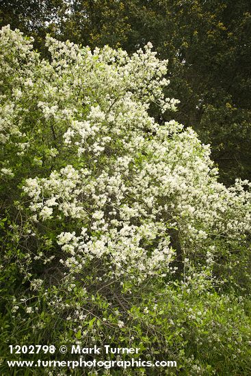 Ceanothus incanus