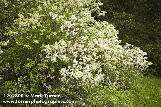 Ceanothus incanus