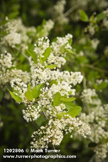 Ceanothus incanus