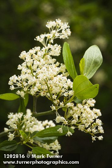 Ceanothus incanus