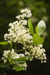 Coast Whitethorn blossoms & foliage detail