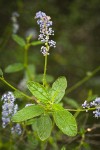 Jim Brush blossoms & foliage detail