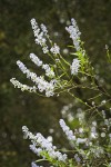 Jim Brush blossoms & foliage