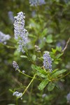 Jim Brush blossoms & foliage