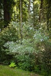 Parry Ceanothus