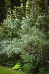 Parry Ceanothus