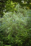 Parry Ceanothus