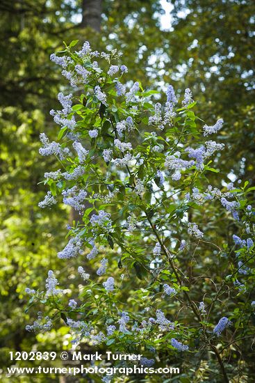 Ceanothus parryi