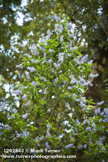 Ceanothus parryi