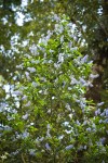 Parry Ceanothus blossoms & foliage