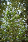 Parry Ceanothus blossoms & foliage