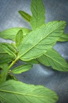 Parry Ceanothus foliage underside detail