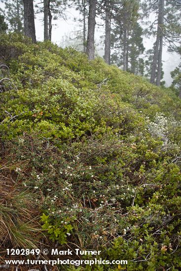 Ceanothus arcuatus; Quercus vaccinifolia