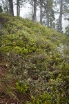 Arching Ceanothus w/ Huckleberry Oaks