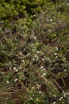 Arching Ceanothus