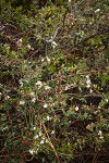 Arching Ceanothus