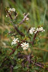 Arching Ceanothus blossoms & foliage detail