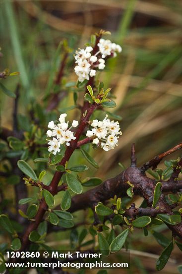 Ceanothus arcuatus