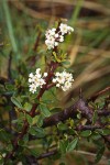 Arching Ceanothus blossoms & foliage detail