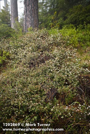 Ceanothus arcuatus