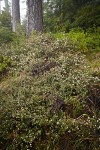 Arching Ceanothus