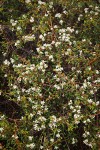 Arching Ceanothus