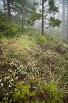 Arching Ceanothus under Jeffrey Pines w/ Huckleberry Oaks