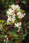 Arching Ceanothus blossoms & foliage detail